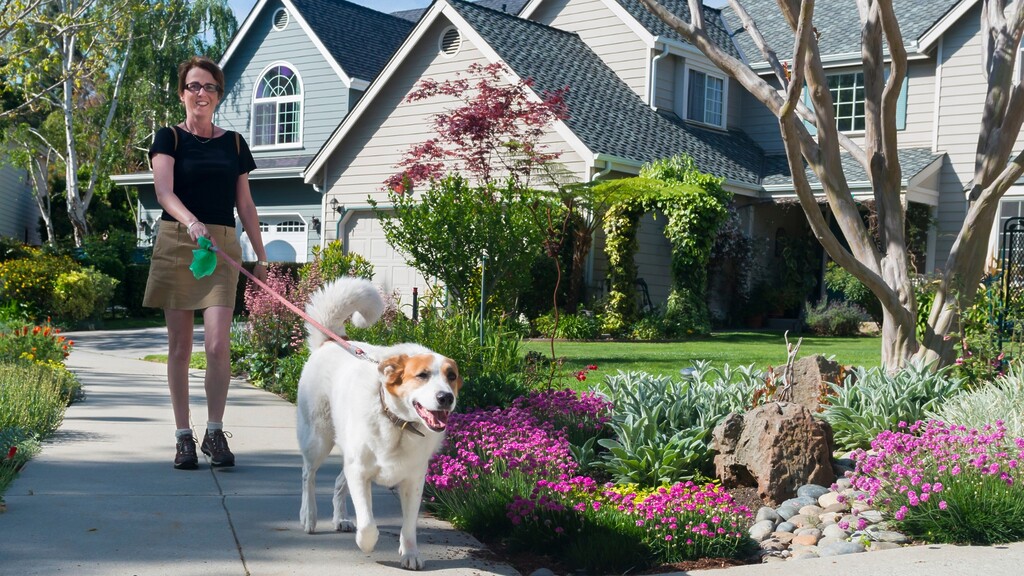 Woman walking a dog on a sunny suburban sidewalk, illustrating light daily exercise for diabetes management.